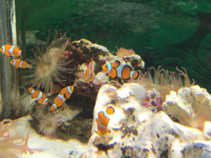 ニフレル(NIFREL) 大阪 吹田市 水族館 動物園 おすすめ情報や混雑状況