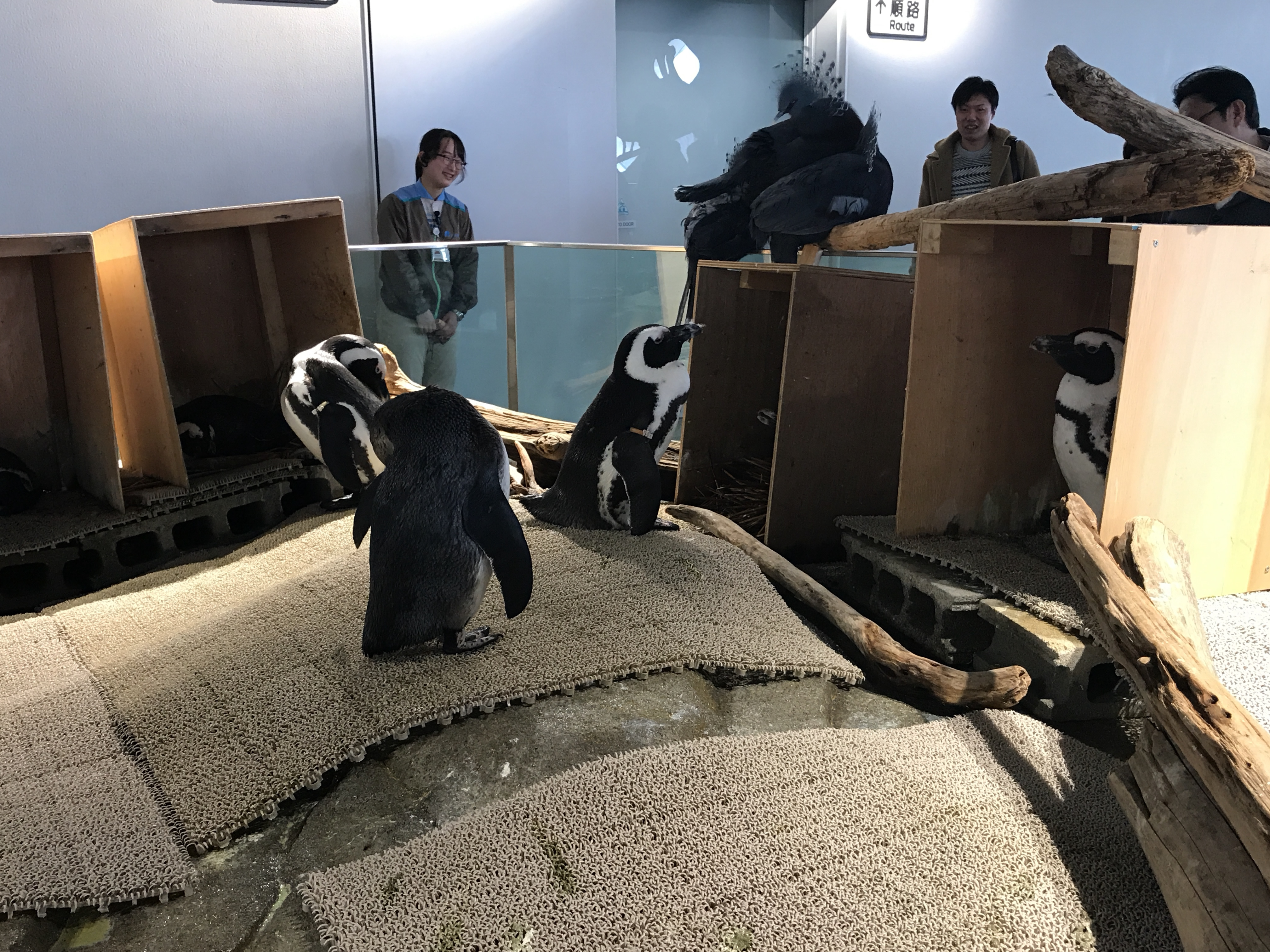 ニフレル(NIFREL) 大阪 吹田市 水族館 動物園 おすすめ情報や混雑状況